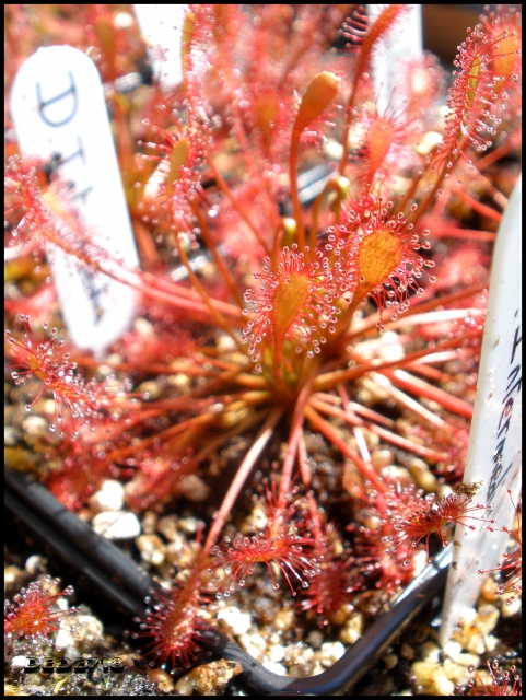 Drosera Intermedia (x2)
