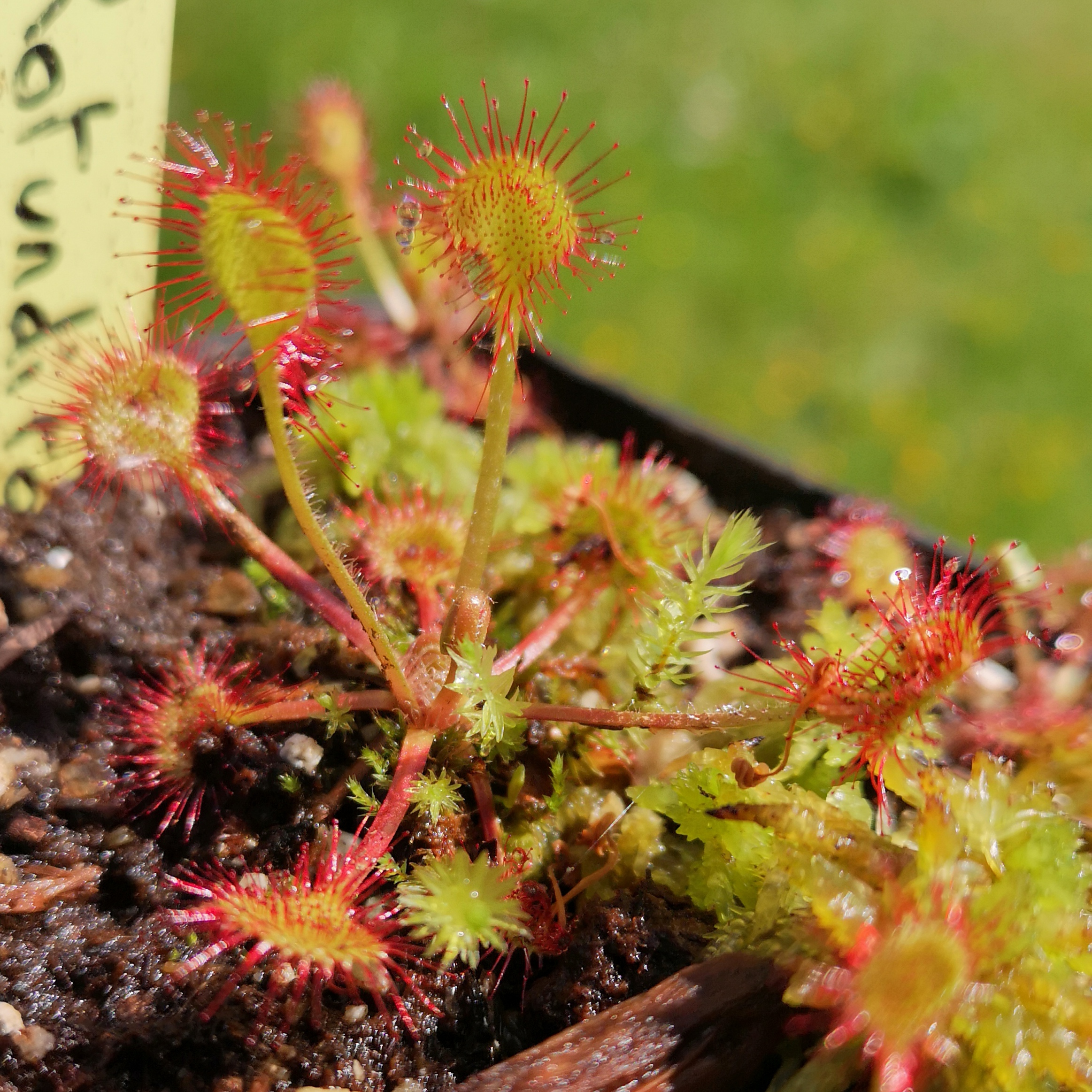 2 Drosera Rotundifolia + Sphaigne vivante