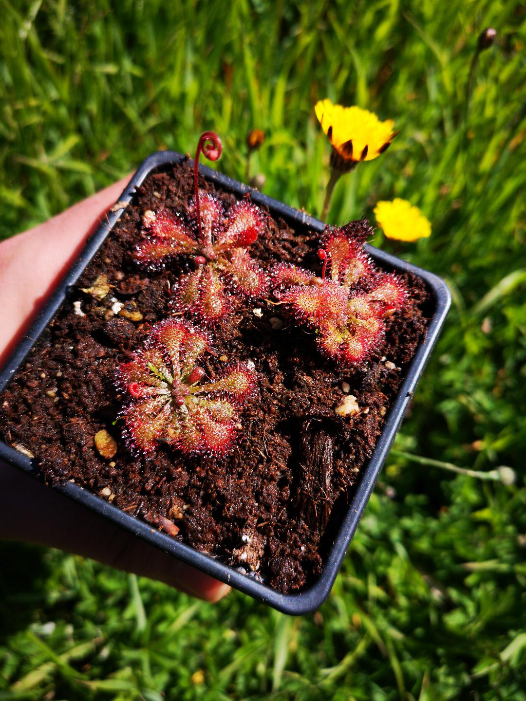 Drosera Spatulata (x3)