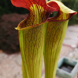 Sarracenia alata -- Very large maroon throat. (A59, MK)(S.A04, Plantes-Insolites)