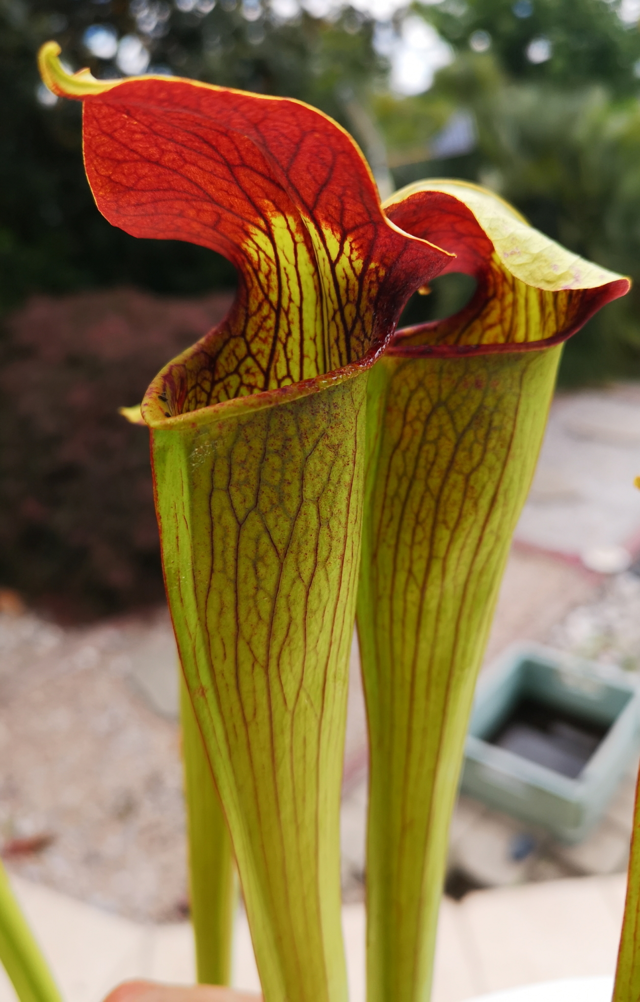 Sarracenia alata -- Very large maroon throat. (A59, MK)(S.A04, Plantes-Insolites)