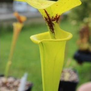 Sarracenia Flava var. rugelii (S.FR01, Plantes-Insolites)
