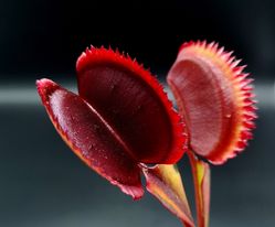 D. 'Red Piranha' x 'Sawtooth'