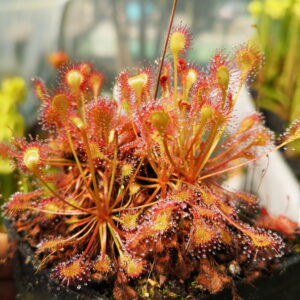 Drosera x beleziana Giant (2)