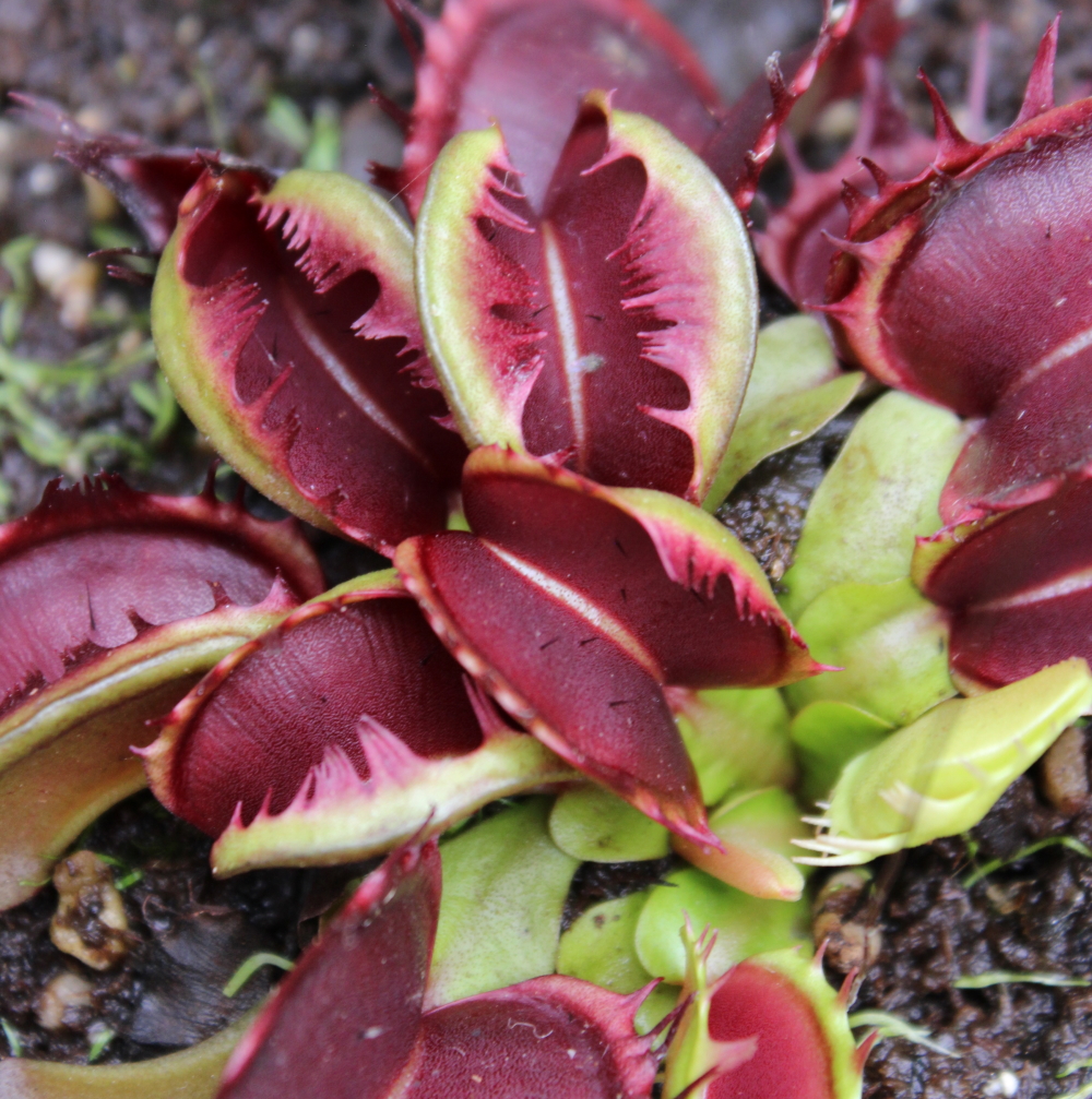 Il s'agit d'un cultivar de dionaea muscipula, c'est une plante carnivore à machoire Dionaea muscipula 'Fuzzy Tooth'.