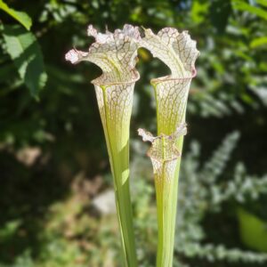 Sarracenia leucophylla -- citronelle, AL, Pubescent (SL35,C. A.)(S.L25, Plantes-Insolites)