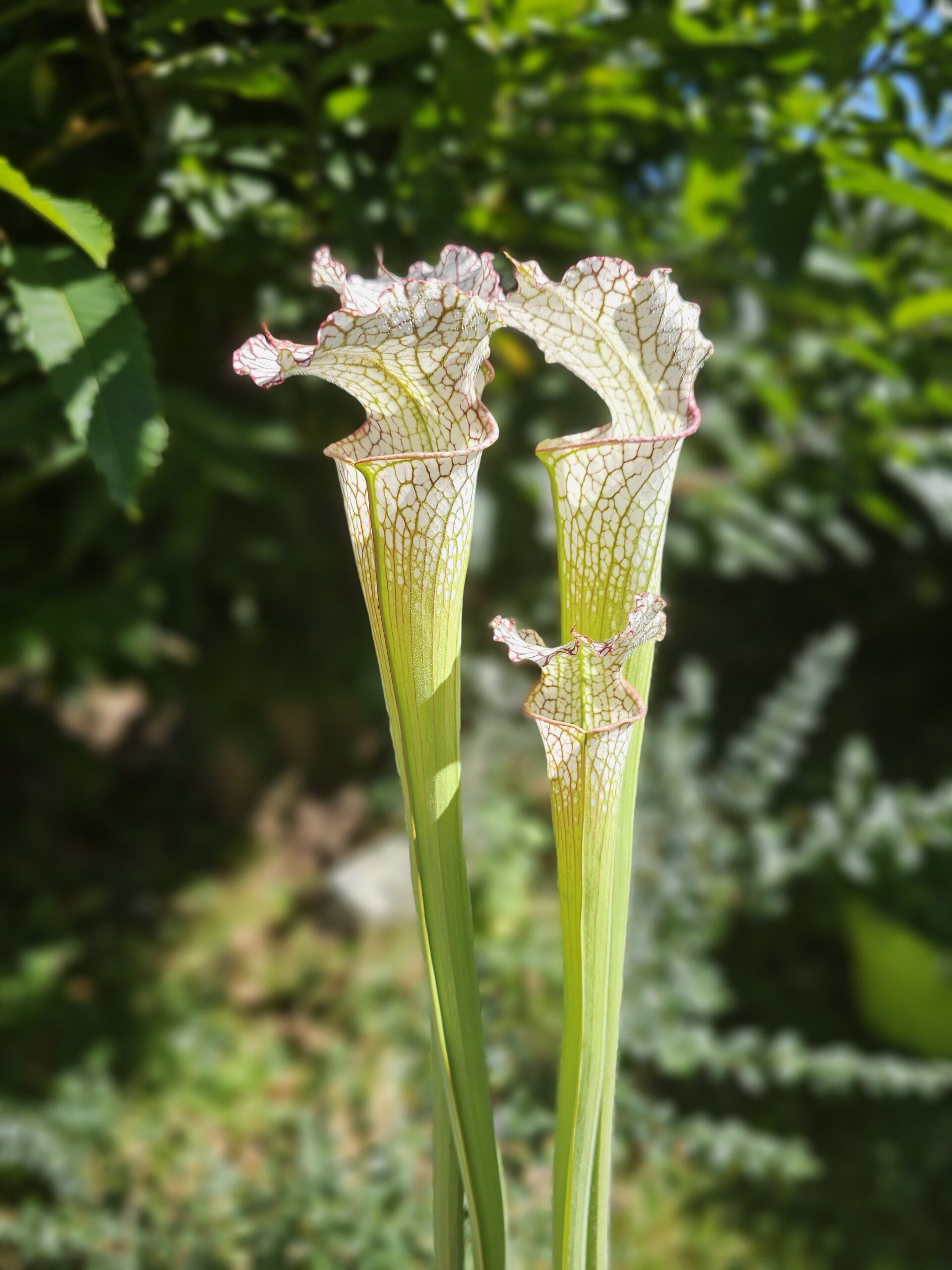 Sarracenia leucophylla -- citronelle, AL, Pubescent (SL35,C. A.)(S.L25, Plantes-Insolites)