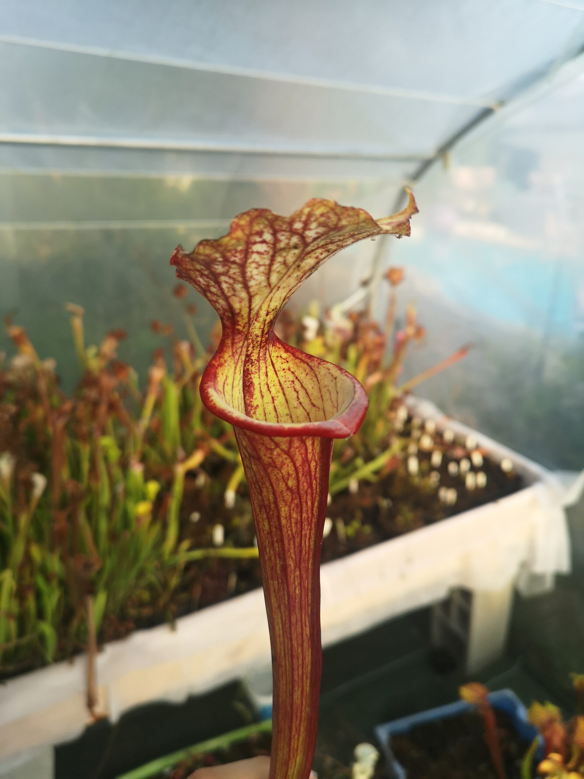 Il s'agit d'une plante carnivore de type sarracenia S.X128 x moorei 'Sergent Hartman'.
