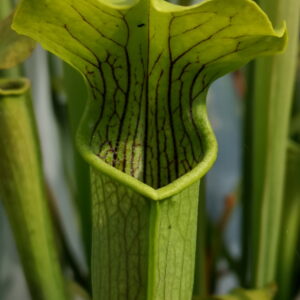 Il s'agit d'une plante carnivore de type sarracenia, elle est de couleur verte avec des veines foncées