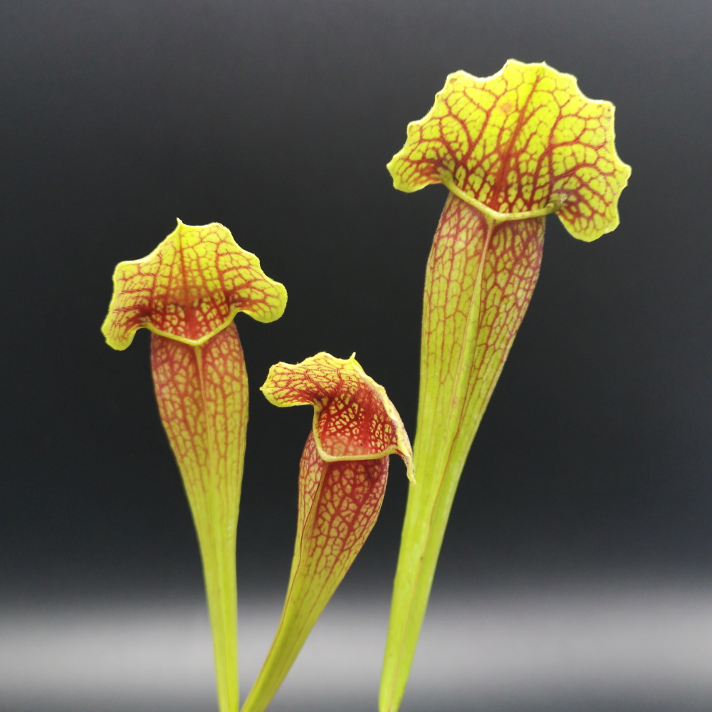 Il s'agit d'une plante carnivore de type Sarracenia 'Barba' (S.X330, Plantes-Insolites) elle possède un opercule ondulé, la photo est prise sur fond noir.