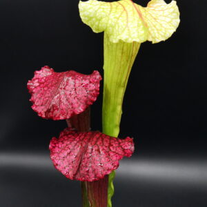 C'est une plante carnivore de type Sarracenia 'Chris' (S.X116, Plantes-Insolites)