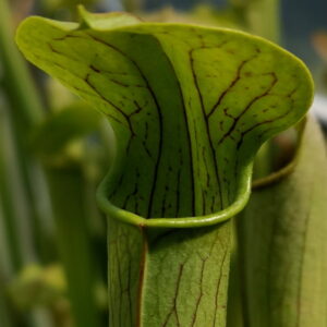 Il s'agit d'une plante carnivore de type sarracenia alata verte avec les veines foncées