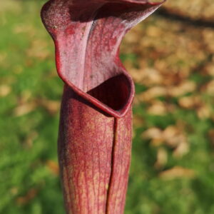 C'est une plante carnivore de type sarracenia, elle est rouge
