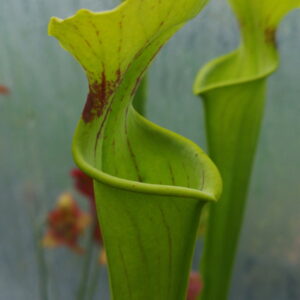 Il s'agit d'une plante carnivore de type Sarracenia alata X flava var. flava -- `Maxima` Plant grows to 4 feet tall, Steve Morley 2004 (H136, MK) (S.X43, Plantes-Insolites) de très grand taille.