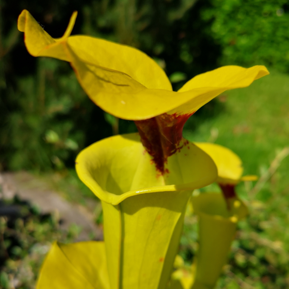 Il s'agit d'un sarracenia flava var rugelii f18 de jean jacque labat croisé avec un rugelii typical, la plante carnivore est verte jaune avec la tâche rouge