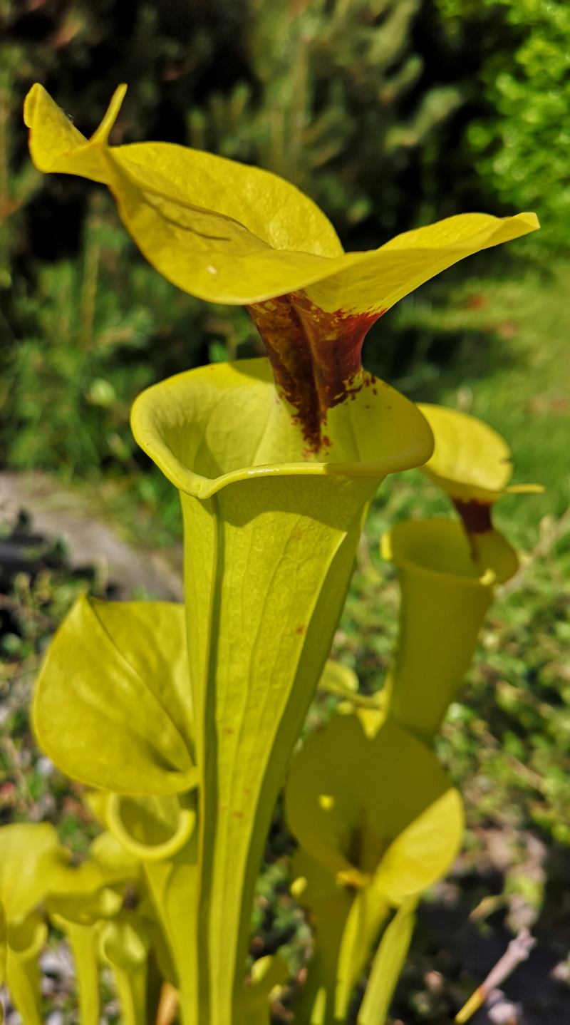 Il s'agit d'un sarracenia flava var rugelii f18 de jean jacque labat croisé avec un rugelii typical, la plante carnivore est verte jaune avec la tâche rouge