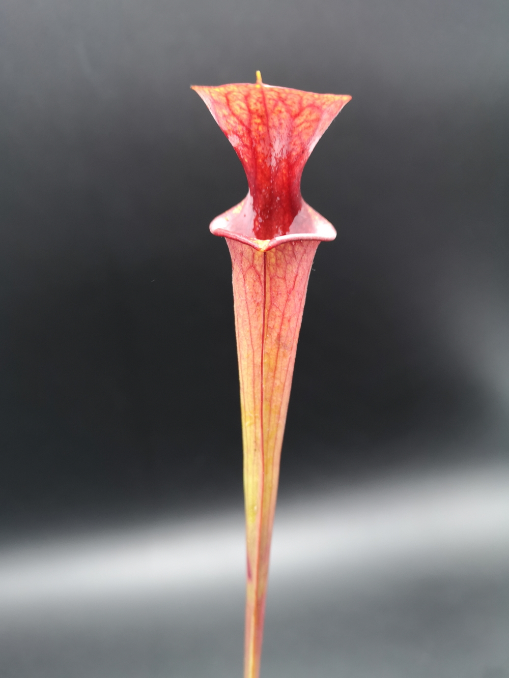 Il s'agit d'une plante carnivore de type Sarracenia flava var. atropurpurea -- 'All red form',Blackwater,W,(AP)(F27B, MK) (S.FA10, Plantes-Insolites) avecc les pièges rouges.