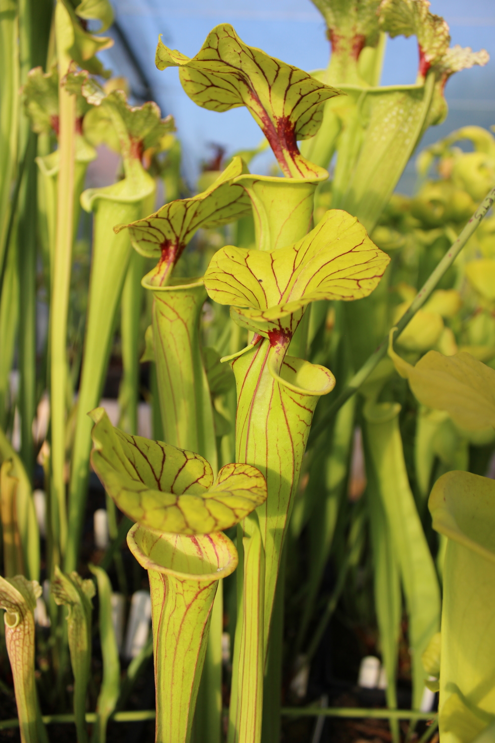 Il s(agit d'une photo de plante carnivore de type Sarracenia flava var. ornata -- Cooks Bayou, FL,(WS) F166A (S.FO11, Plantes-Insolites), c'est une plante vert jaune avec des veines rouges.