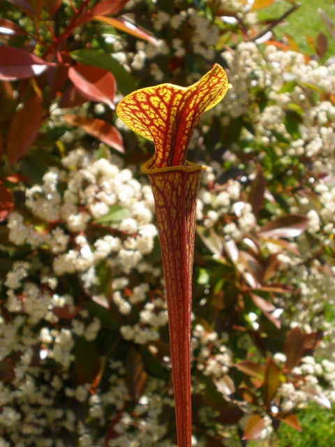 Il s'agit d'une plante carnivore de type Sarracenia flava var. ornata -- super Ornata (CK) (S.FO09, Plantes-Insolites), elle possède de nombreuses veines.