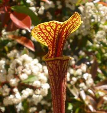 Il s'agit d'une plante carnivore de type Sarracenia flava var. ornata -- super Ornata (CK) (S.FO09, Plantes-Insolites), elle possède de nombreuses veines.