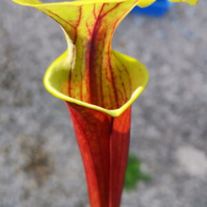 Il s'agit d'une plante carnivore de type Sarracenia flava var. rubricorpora -- (Gerd germany) (SFRB01,C.A.) (S.FBR06 Plantes-Insolites) , elle est rouge et verte.