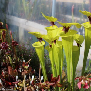 Il s'agit d'un plant de Sarracenia flava var. rugelii -- Giant robust clone. (F18,MK) (S.FR12, Plantes-Insolites), c'est une plante carnivore verte jaune avec une tâche rouge.