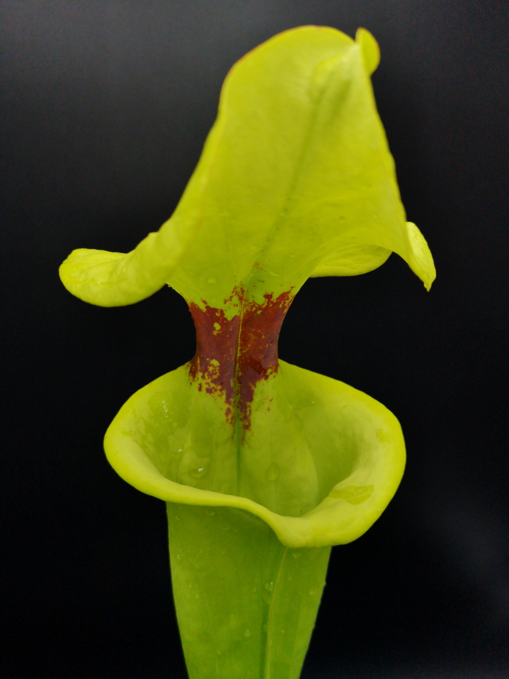 Il s'agit d'une photo de plante carnivore de type Sarracenia flava var. rugelii -- Telogia, FL.(WS). Very large form. (F140A, MK)(S.FR05, Plantes-Insolites) , c'est une très grand plante de couleur vert jaune avec une tâche rouge.