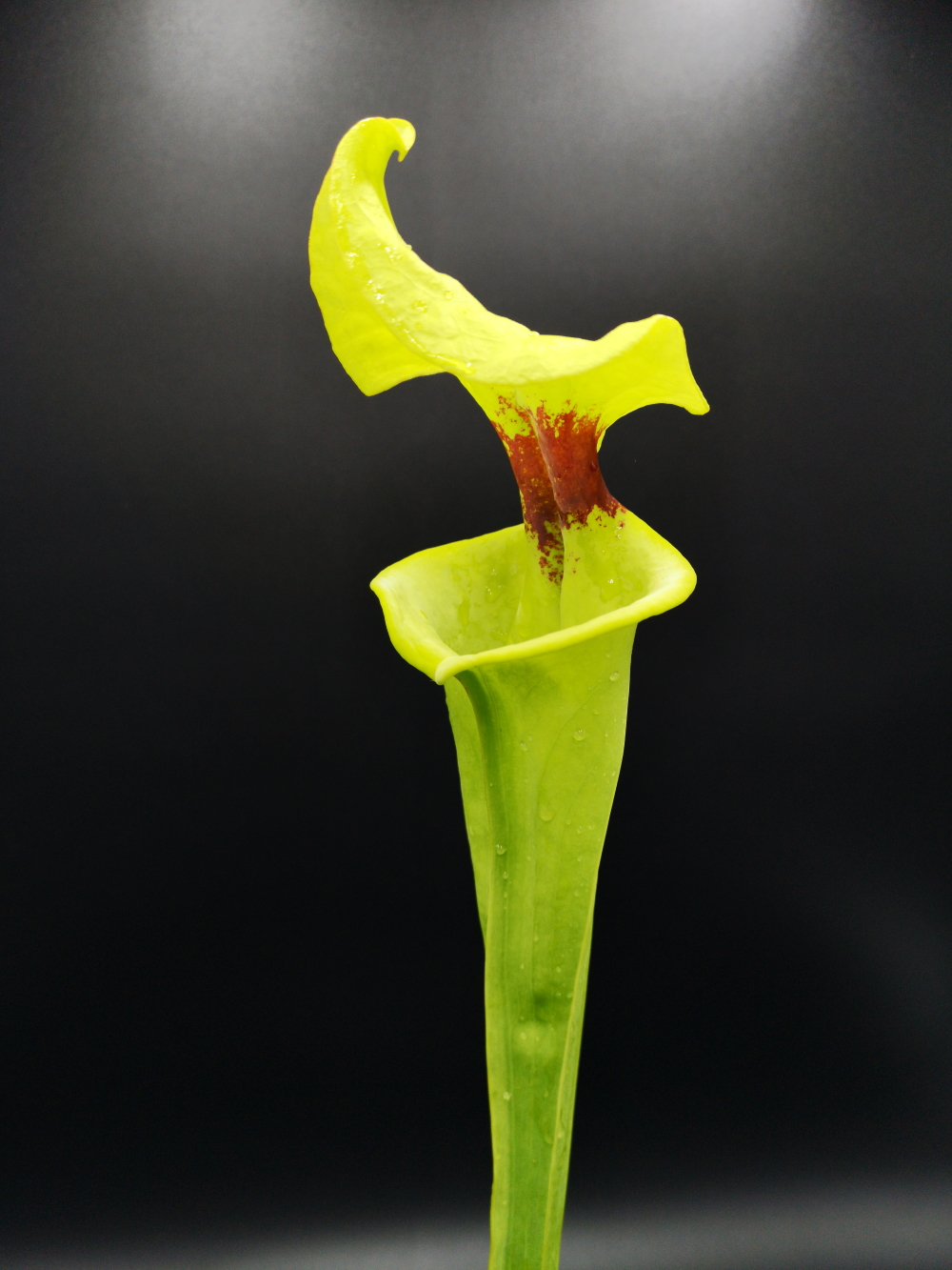 Il s'agit d'une photo de plante carnivore de type Sarracenia flava var. rugelii -- Telogia, FL.(WS). Very large form. (F140A, MK)(S.FR05, Plantes-Insolites) , c'est une très grand plante de couleur vert jaune avec une tâche rouge.