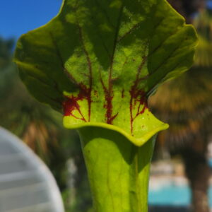 Il s'agit d'une plante carnivore de type Sarracenia hybrid of oreophila, purpurea origin.PW 2004, (H140,MK)(S.X11, Plantes-Insolites), c'est une plante verte avec des veines rouges sur l'opercule.