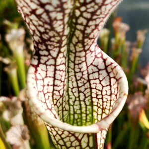Il s'agit d'une plante carnivore de type Sarracenia leucophylla -- Red & white. (L29, MK) (S.L10, Plantes-Insolites), c'est une plante à large ouverture de couleur blanche avec des veines.