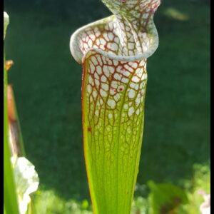 Il s'agit d'une photo de plante carnivore de type Sarracenia leucophylla -- mostly redwhite (SL40,C.A.) (S.L15, Plantes-Insolites), c'est une plante avec les pièges blancs.