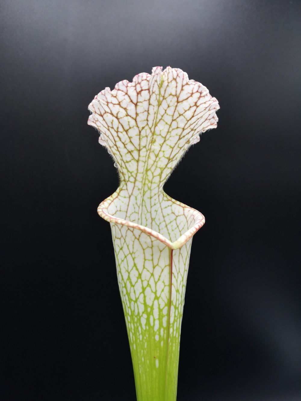 Il s'agit d'une plante carnivore de type Sarracenia leucophylla -- redWhite , Mobile, Co ,very large form.(SL37,C.A.) (S.L08, Plantes-Insolites), c'est une plante blanche.