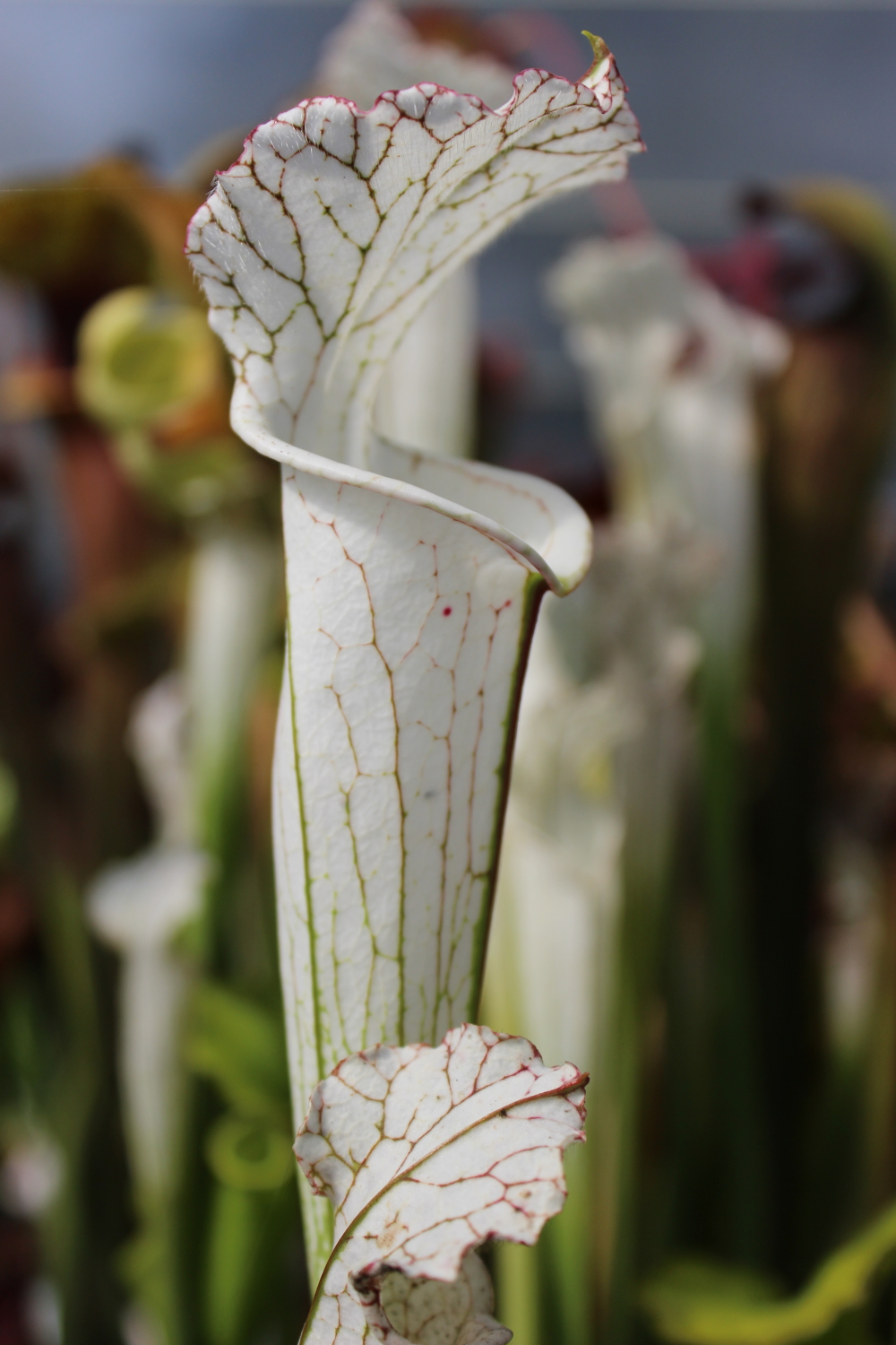 Il s'agit d'une plante carnivore de type Sarracenia leucophylla var. alba MS L35C x MK L9 (S.X53, Plantes-Insolites), elle est de couleur blanche.
