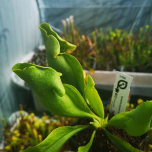 il s'agit d'une plante carnivore de type Sarracenia purpurea ssp. venosa Green (S.PV02, Plantes-Insolites).