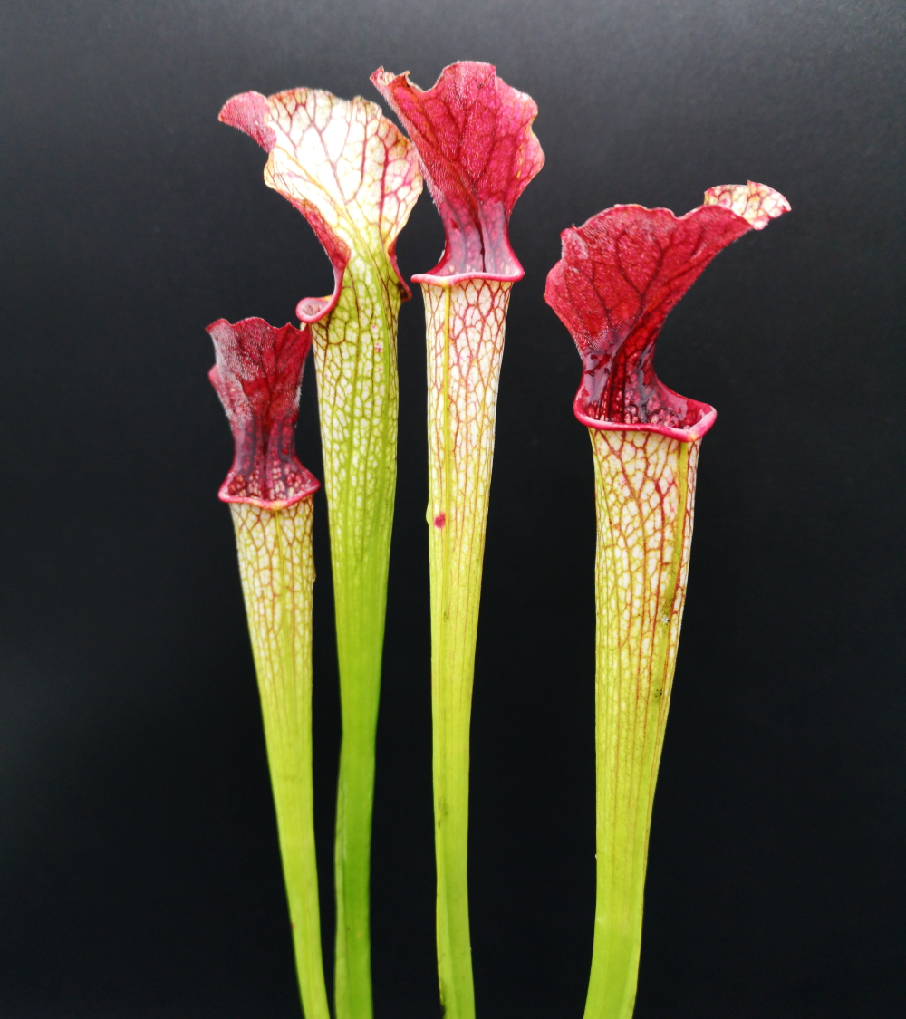 Il s'agit d'une plante carnivore Sarracenia x areolata (Sx149,C.A.) (S.X34, Plantes-Insolites) elle est verte et blanche avec l'intérieur de l'opercule rouge