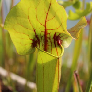 Il s'agit d'une plante carnivore de type Sarracenia x catesbaei (S.X19, Plantes-Insolites), elle possède un opercule ondulé.