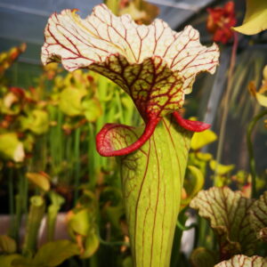 Il s'agit d'une plante carnivore de type Sarracenia x (leucophylla x oreophila) MS HA40B (H7, Alcide BOUR) (S.X97, Plantes-Insolites), l'opercule est blanc et les lèvres sont rouges