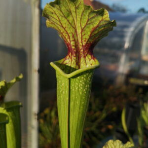 Il s'agit d'une plante carnivore de type sarracenia, elle est de grand taille, verte avec une tâche rouge, Sarracenia x moorei -- A. Slack 1987, H25 PJ-Plants 2004. (Keith Wilson AS15) (S.X36, Plantes-Insolites).