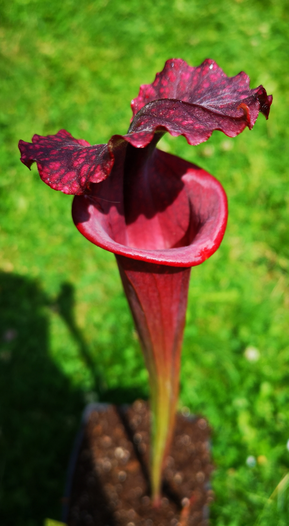 Il s'agit d'une plante carnivore de type Sarracenia x moorei 'Praetorian Guard'(S.X115, Plantes-Insolites), c'est une grande plante entierrement rouge.