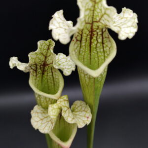 Il s'agit d'une plante carnivore de type Sarracenia (x moorei) x oreophila (C.A) (S.X08, Plantes-Insolites), elle est blanche et verte.