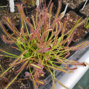 Il s'agit d'une plante carnivore de type drosera capensis qui capture ses proies grâce à des pîèges collants.