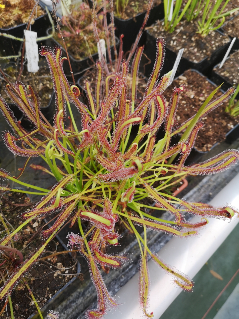 Il s'agit d'une plante carnivore de type drosera capensis qui capture ses proies grâce à des pîèges collants.