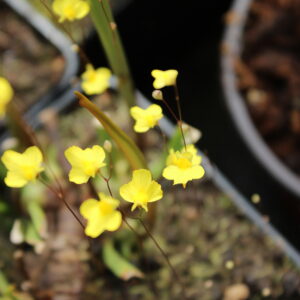 utriculaire subulata