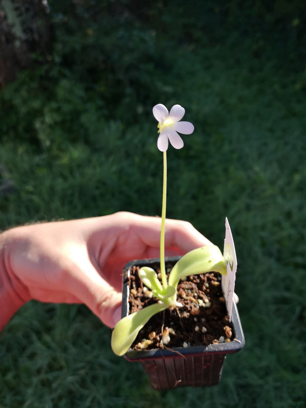 Il s'agit d'une plante carnivore de type Pinguicula agnata 'Barranco di Toliman' .