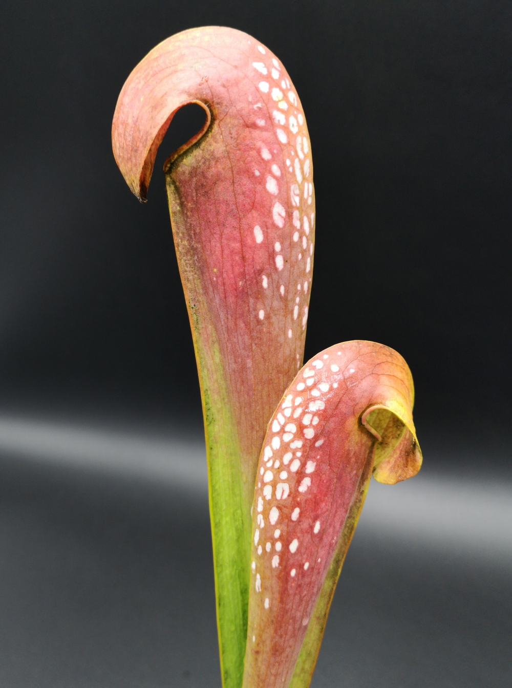 Il s'agit d'une plante carnivore de type Sarracenia minor -- var. okefenokeensis, Chesser Island, Kp 252 very tall pitchers, selected from wild seed (S.M09, Plantes-Insolites) qui rougit en fin d'hiver.