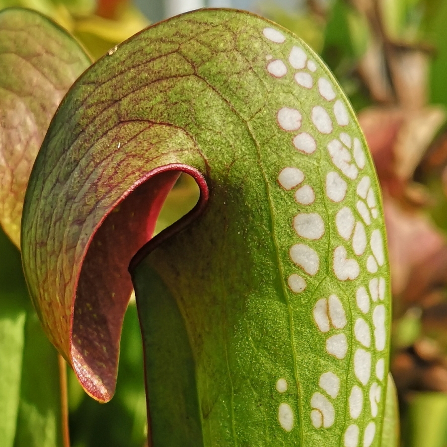 Il s'agit d'une plante carnivore de type Sarracenia minor -- var. okefenokeensis, Okefenokee - north, GA (=S6L) M24A (M.S.) (S.M04, Plantes-Insolites).