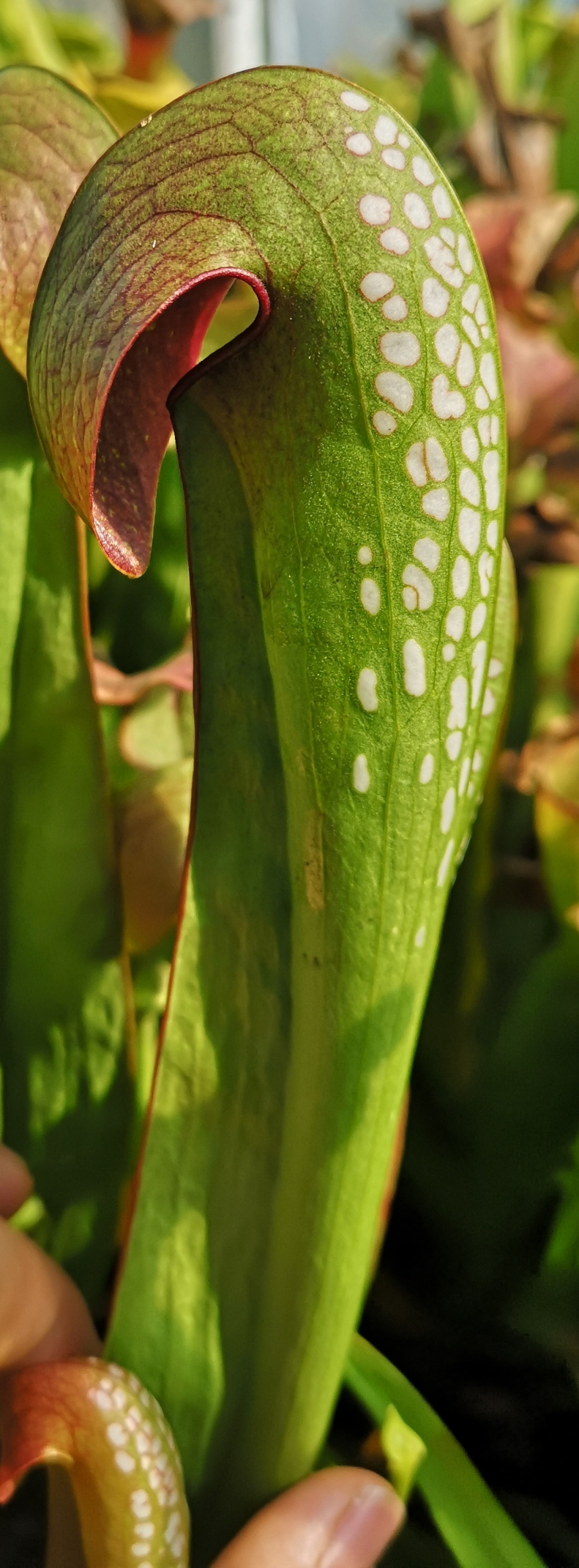 Il s'agit d'une plante carnivore de type Sarracenia minor -- var. okefenokeensis, Okefenokee - north, GA (=S6L) M24A (M.S.) (S.M04, Plantes-Insolites).