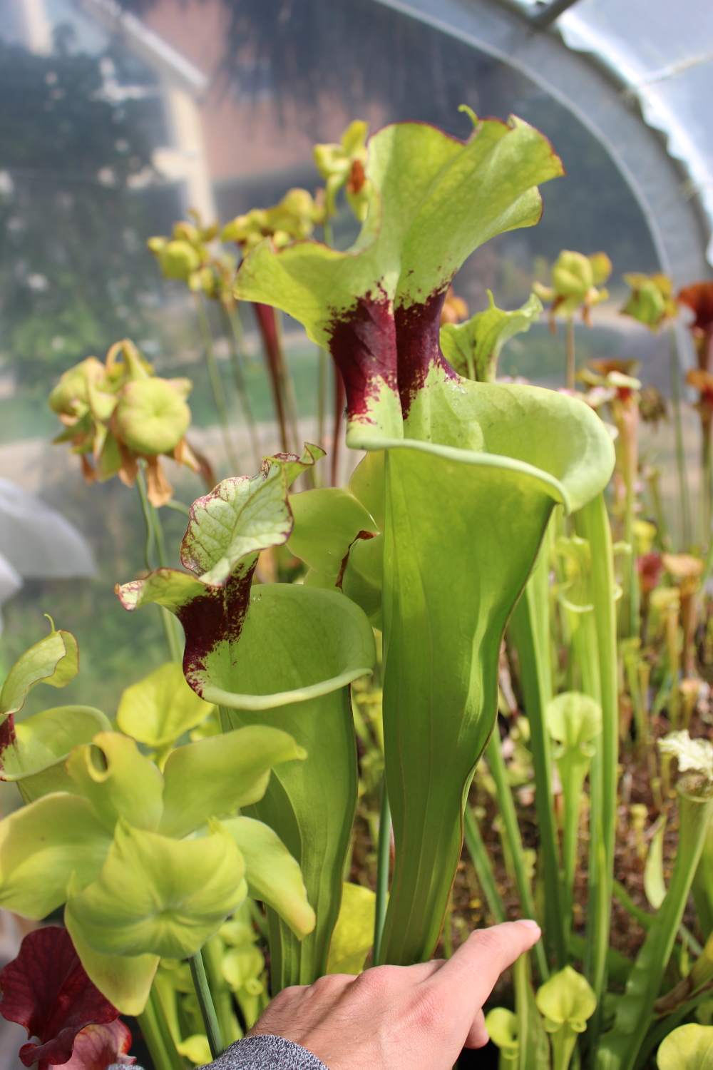 Il s'agit d'une très grosse plante carnivore de type Sarracenia x moorei 'Leah Wilkerson' F2 (Laurent) (S.X69, Plantes-Insolites)