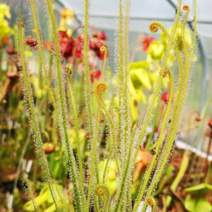 Drosera filiformis var. tracyi