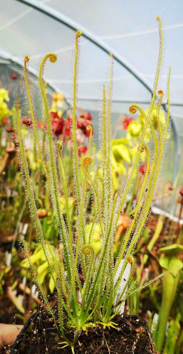 Drosera filiformis var. tracyi